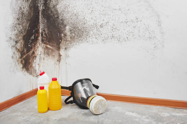 Best Black Mold Removal  in Algoma, WI