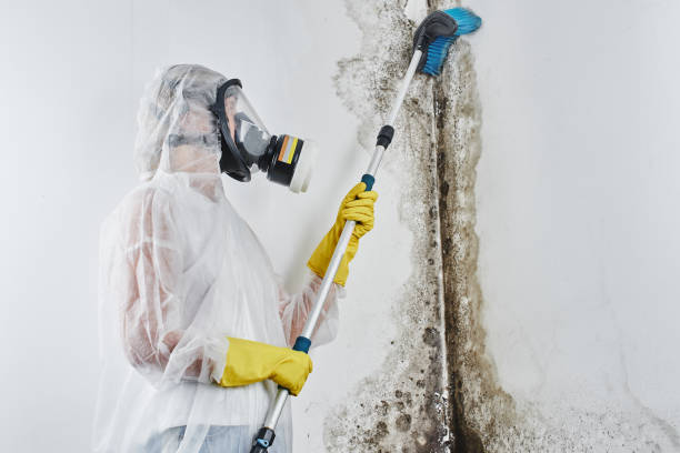 Crawl Space Mold Removal in Algoma, WI