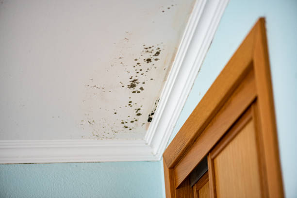 Best Mold Cleaning Services  in Algoma, WI