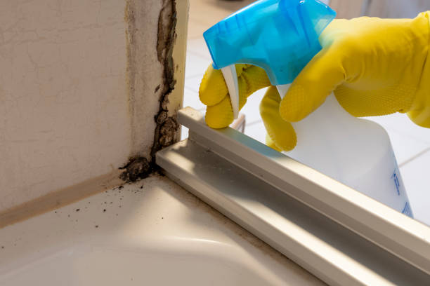 Best Professional Mold Removal  in Algoma, WI
