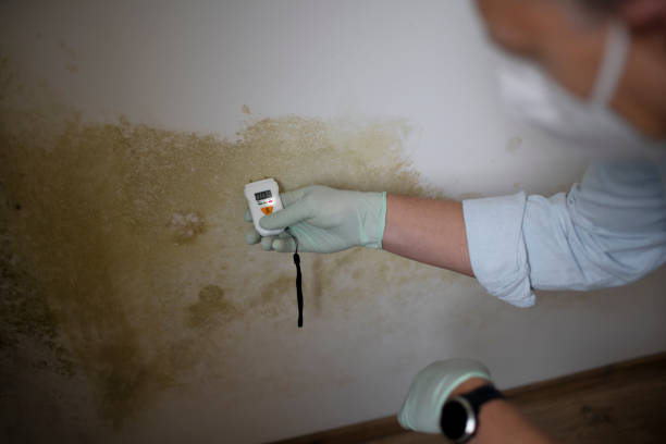 Best Attic Mold Removal  in Algoma, WI