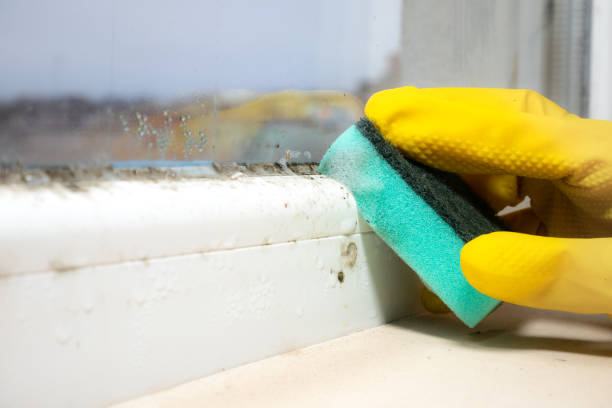 Home Mold Removal in Algoma, WI