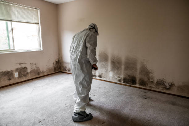 Mold Removal and Inspection in Algoma, WI