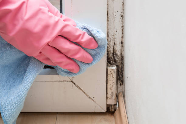 Best Mold Removal Company Near Me  in Algoma, WI